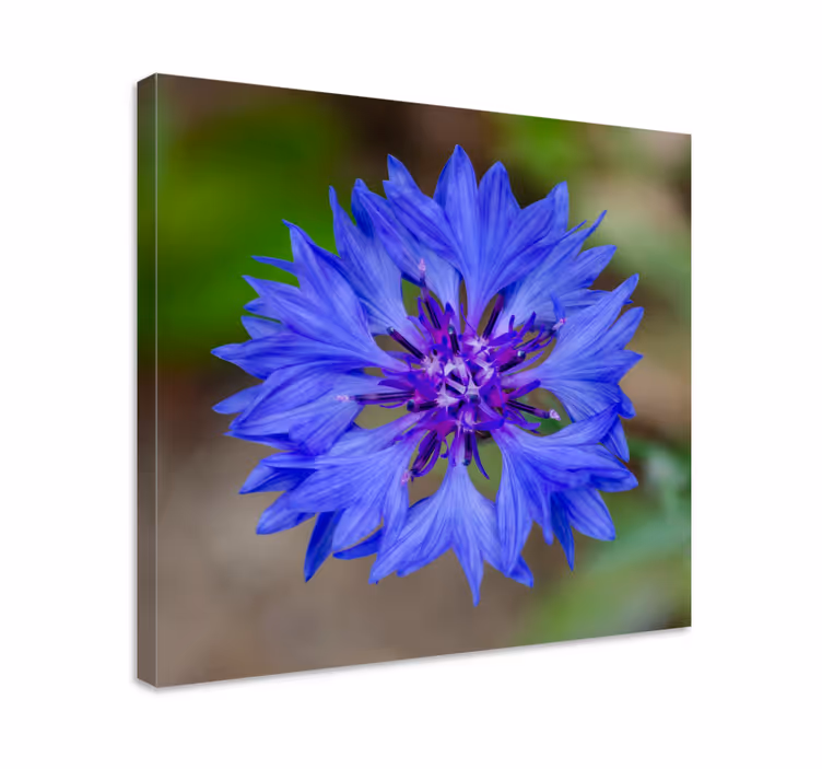 Cuadro de flores flor azul en floración - TenVinilo