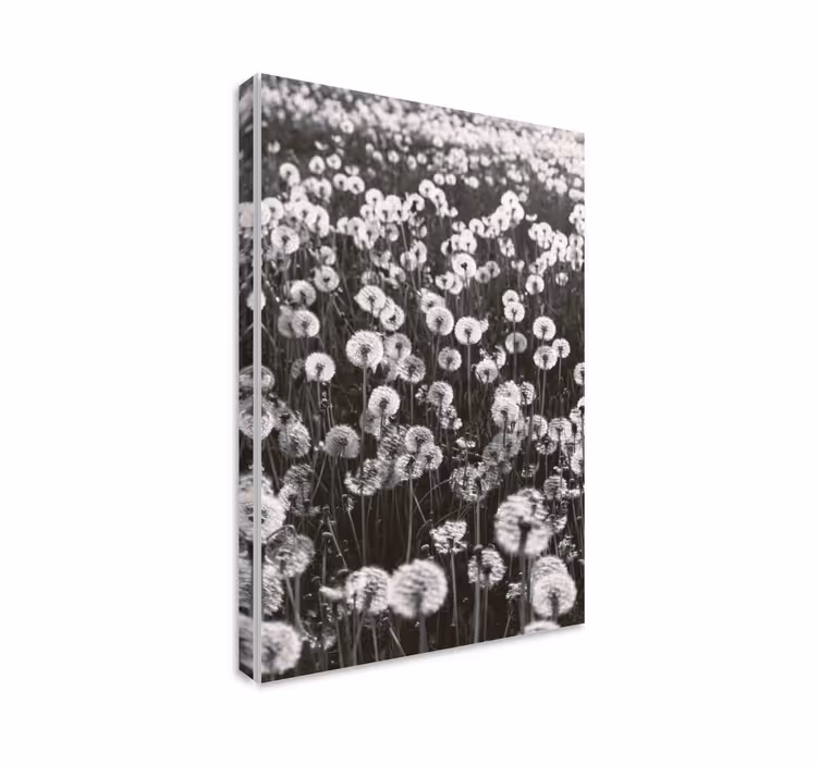 Cuadro de flores pétalos de diente de león delicados - TenVinilo