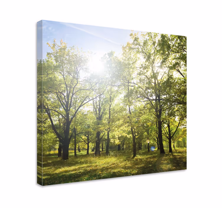 Cuadro árboles dosel verde iluminado - TenVinilo