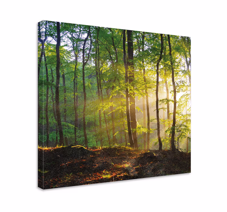 Cuadro árboles escena de bosque iluminado por el sol - TenVinilo