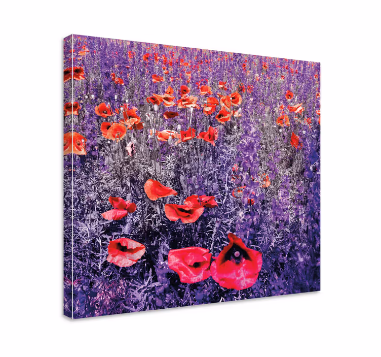 Cuadro de flores campo de amapolas luminoso - TenVinilo