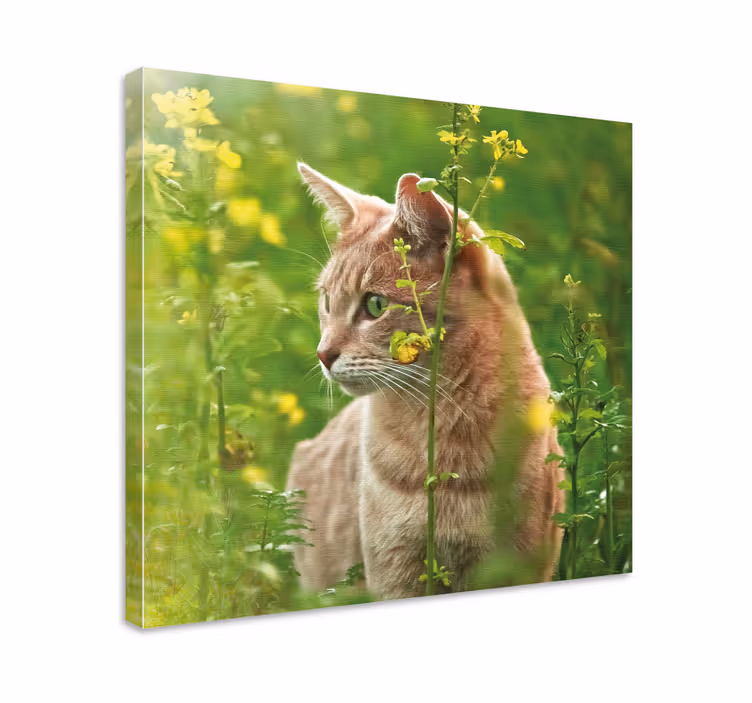 Cuadro de gatos paseando un felino curioso - TenVinilo