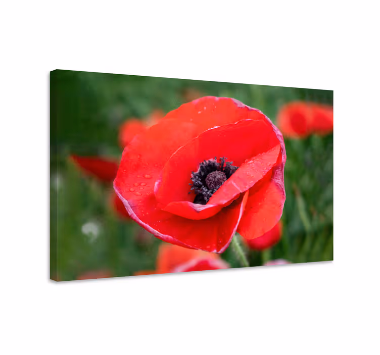 Cuadro de flores flor de amapola en primer plano - TenVinilo