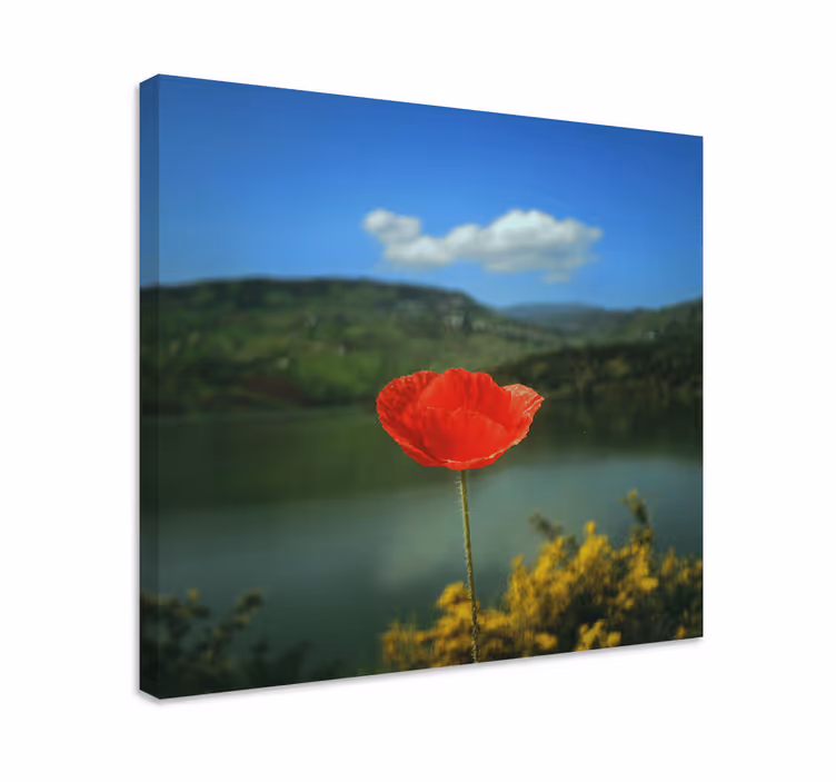 Cuadro de flores amapola roja - TenVinilo
