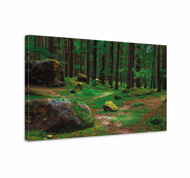 Cuadro árboles sendero forestal exuberante - TenVinilo