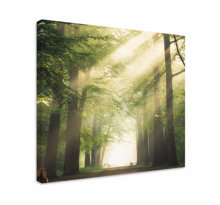 Cuadro árboles camino forestal brumoso - TenVinilo