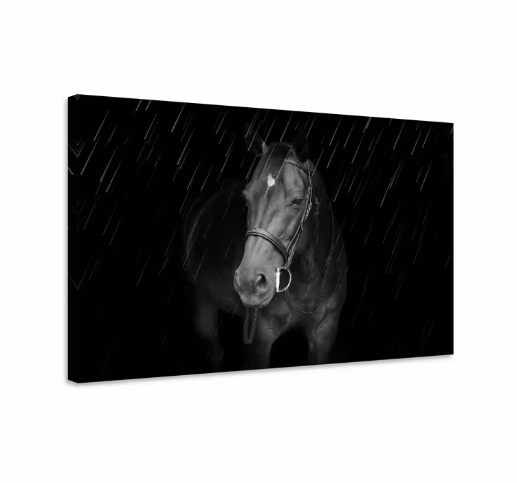 Cuadro caballos caballo negro majestuoso - TenVinilo