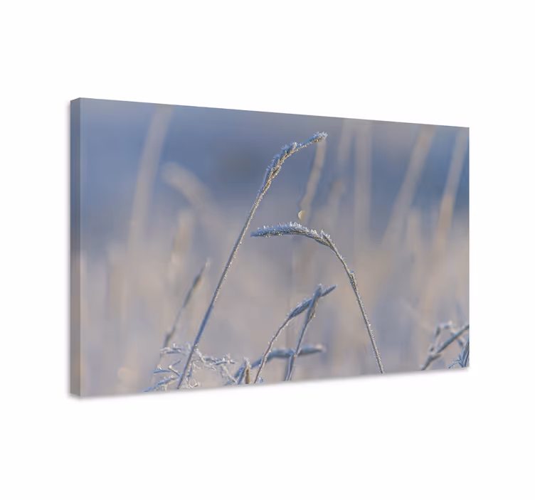 Cuadro de flores tallos de hierba helada - TenVinilo