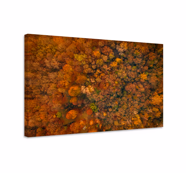 Cuadro árboles dosel del bosque en otoño - TenVinilo