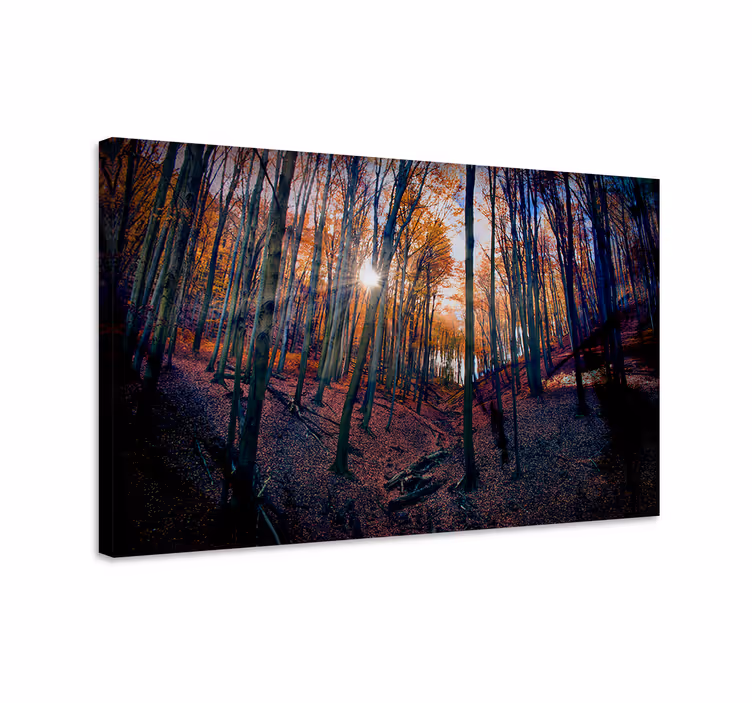 Cuadro paisajes brillo del bosque otoñal - TenVinilo