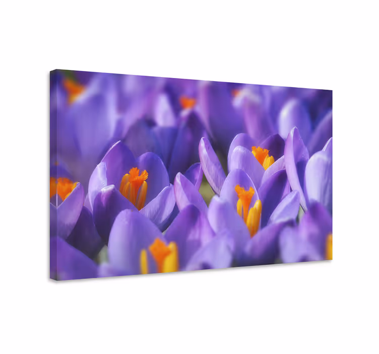Cuadro de flores crocus vibrantes - TenVinilo