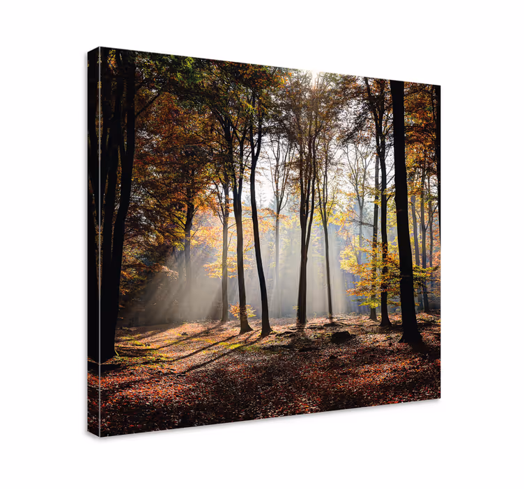 Cuadro paisajes rayos de luz en el bosque - TenVinilo