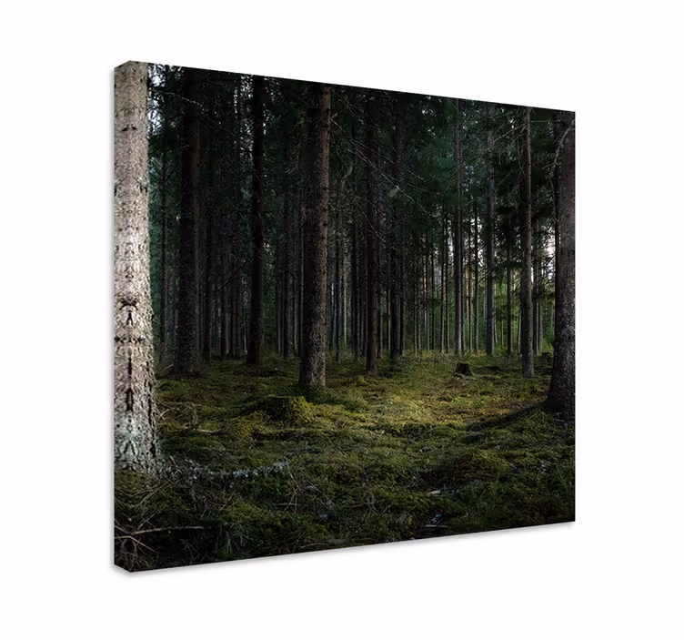 Cuadro árboles profundidades del bosque sereno - TenVinilo
