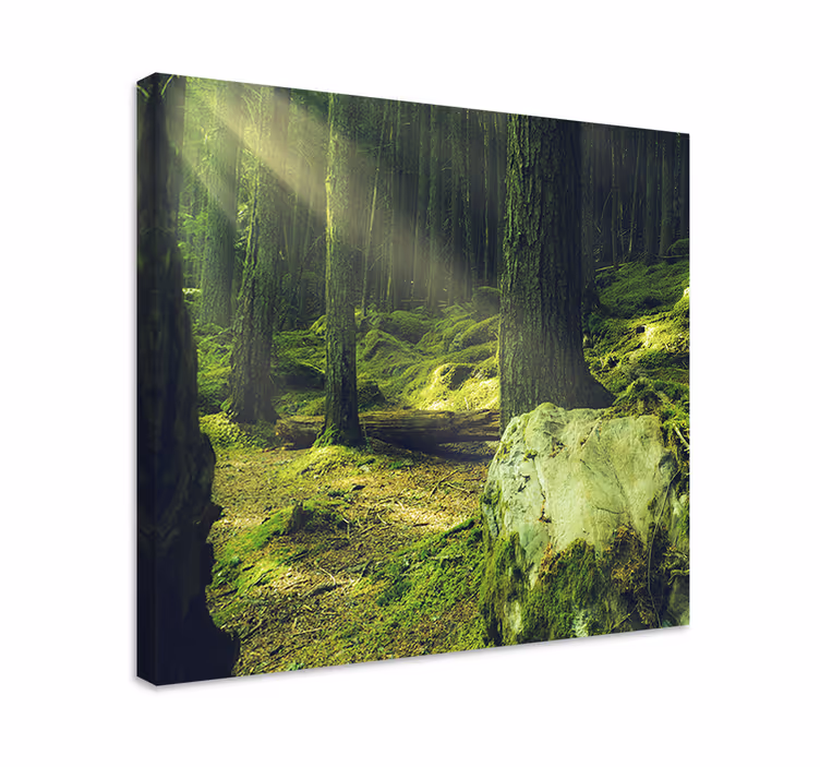 Cuadro árboles sendero del bosque soleado - TenVinilo