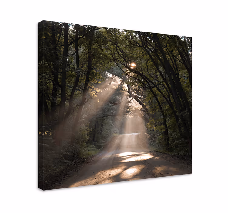 Cuadro paisajes sendero soleado en el bosque - TenVinilo