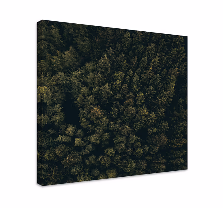 Cuadro árboles dosel frondoso del bosque - TenVinilo