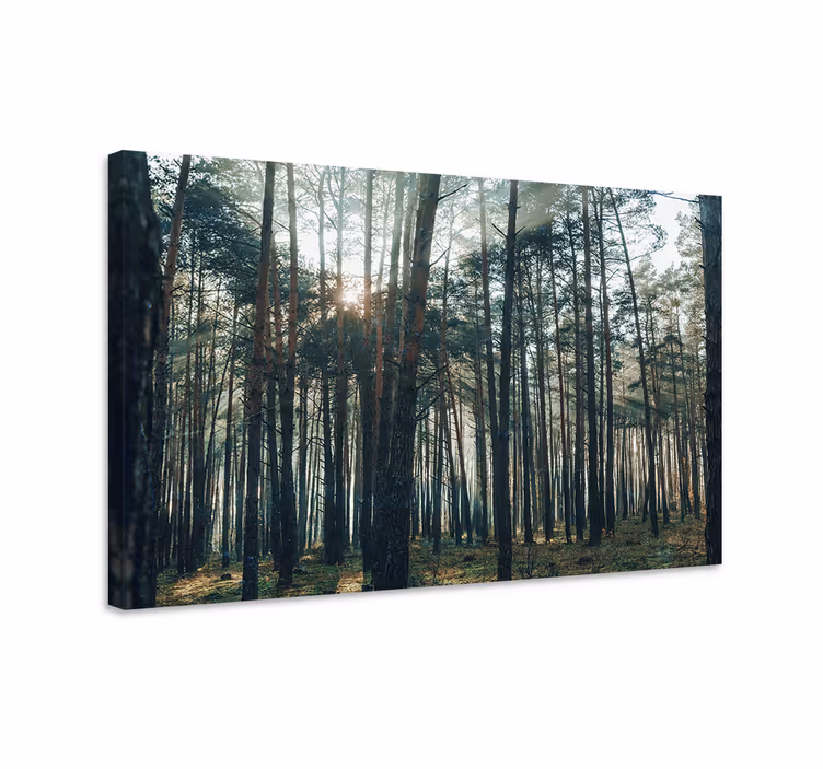 Cuadro árboles resplandor del bosque majestuoso - TenVinilo