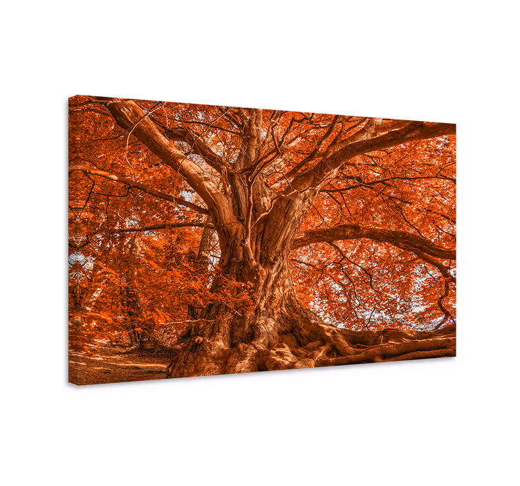 Cuadro árboles dosel majestuoso de otoño - TenVinilo