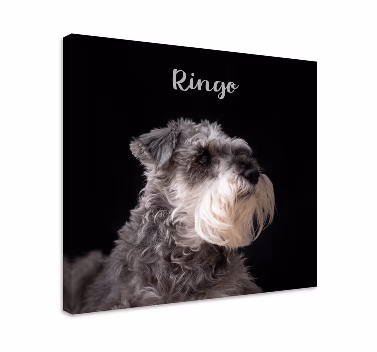Cuadro perro foto de schnauzer - TenVinilo