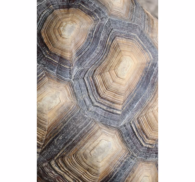 Papel pintado salón caparazón de tortuga - TenVinilo