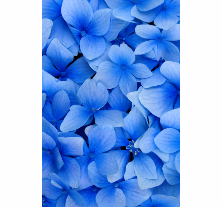Papel pintado salón patrón de pétalos de hortensia - TenVinilo