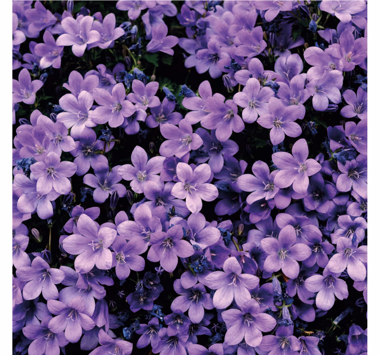 Papel pintado flores violetas difusas - TenVinilo