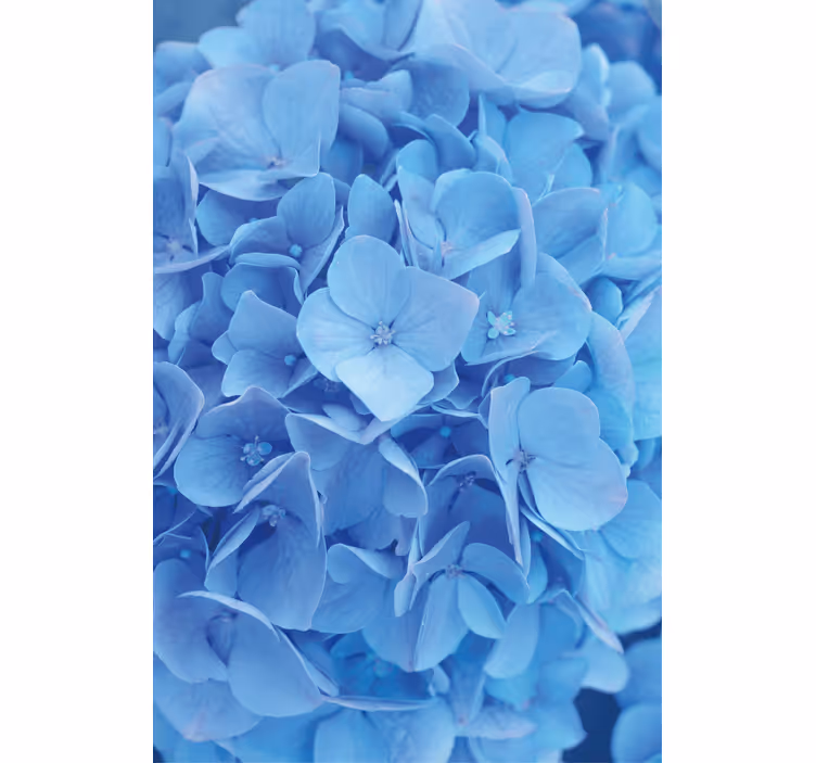 Papel pintado flores hortensia - TenVinilo