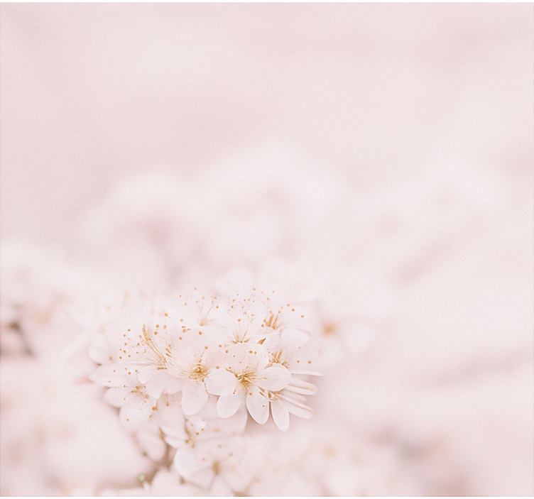 Estor habitación matrimonio delicadas flores de cerezo - TenVinilo