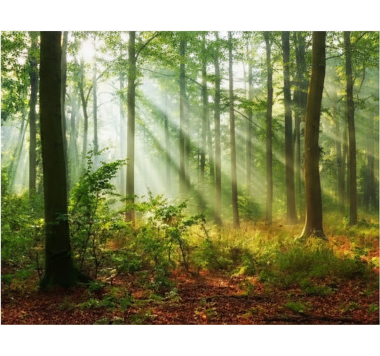 Estor enrollable árboles luz natural en el bosque - TenVinilo