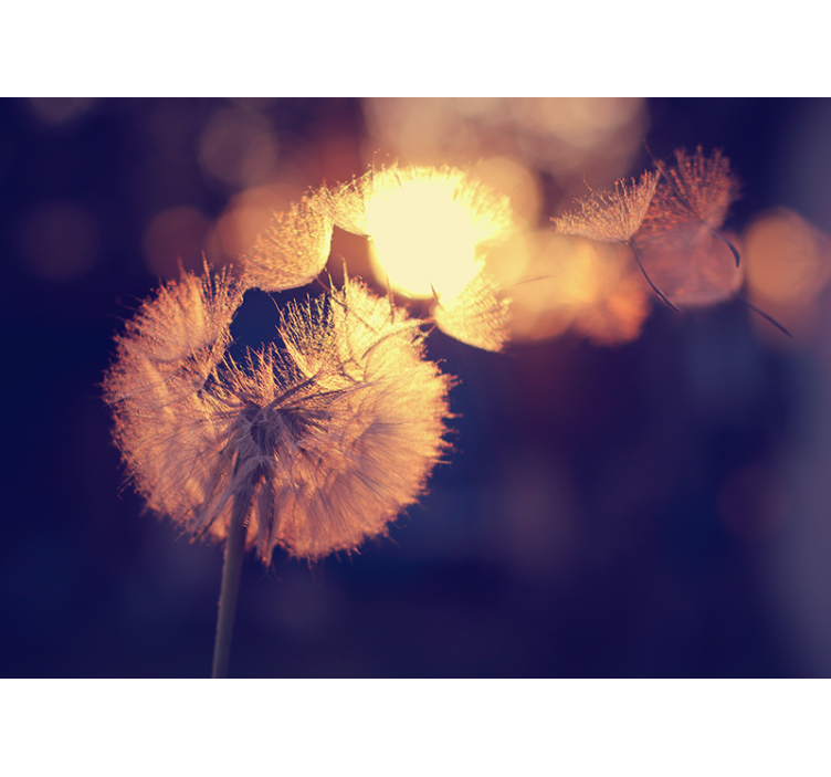 Estor enrollable cocina diseño de diente de león - TenVinilo