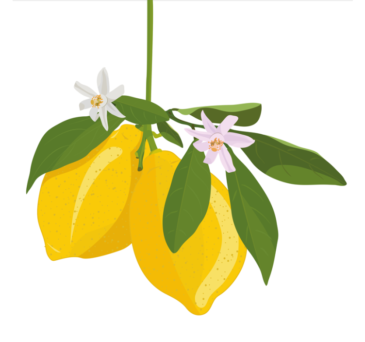 Estor enrollable cocina Árbol de limón - TenVinilo