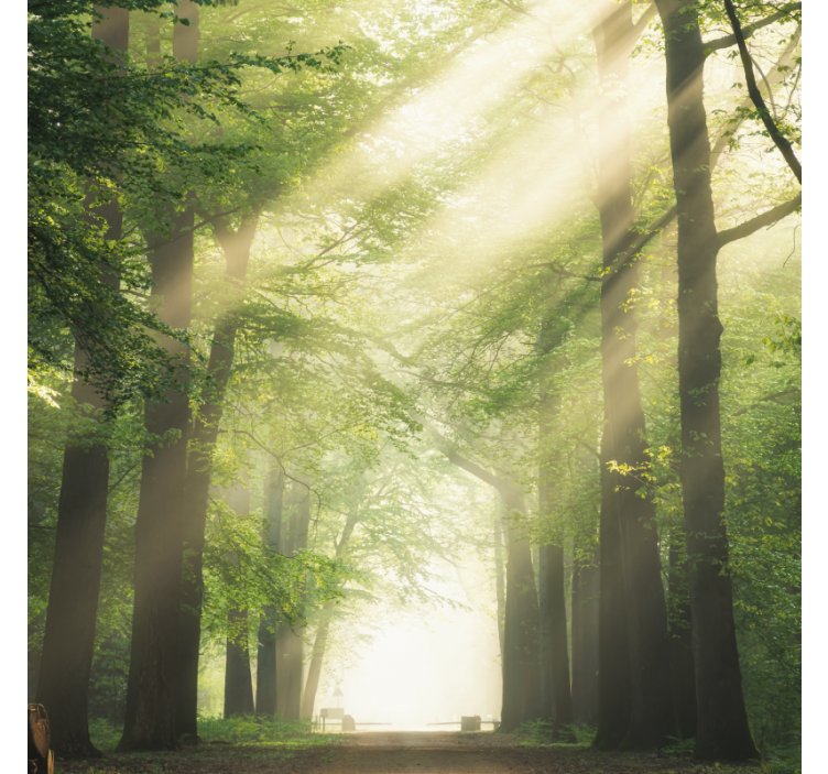 Estor enrollable salón bosque verde con sol - TenVinilo