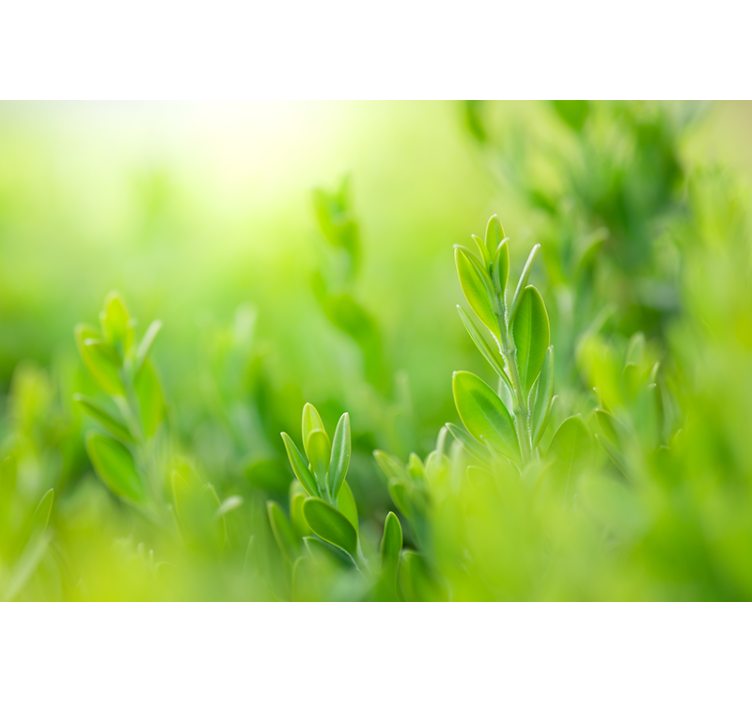 Estor enrollable salón hojas verdes de primavera - TenVinilo