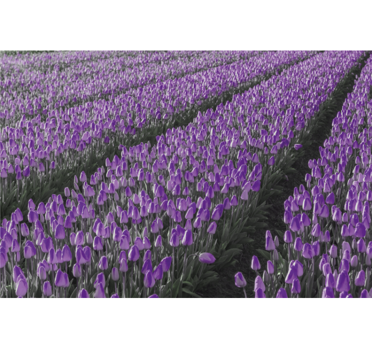 Estor enrollable salón campo de tulipanes - TenVinilo