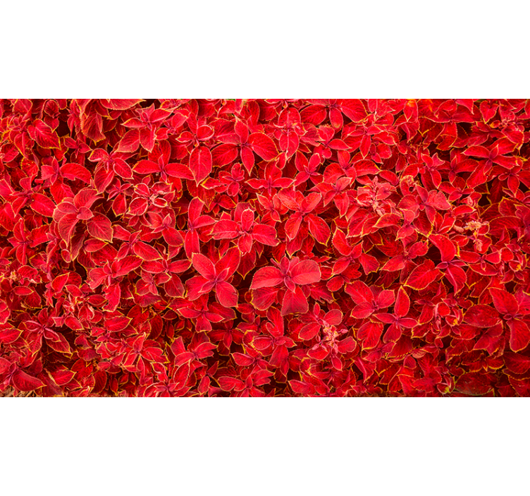 Estor enrollable rojo patrón de pétalos - TenVinilo