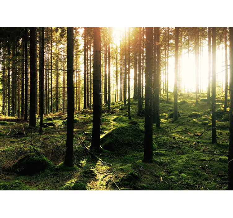 Estor enrollable salón bosque soleado - TenVinilo