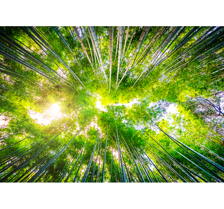 Estor enrollable salón dosel de bambú - TenVinilo