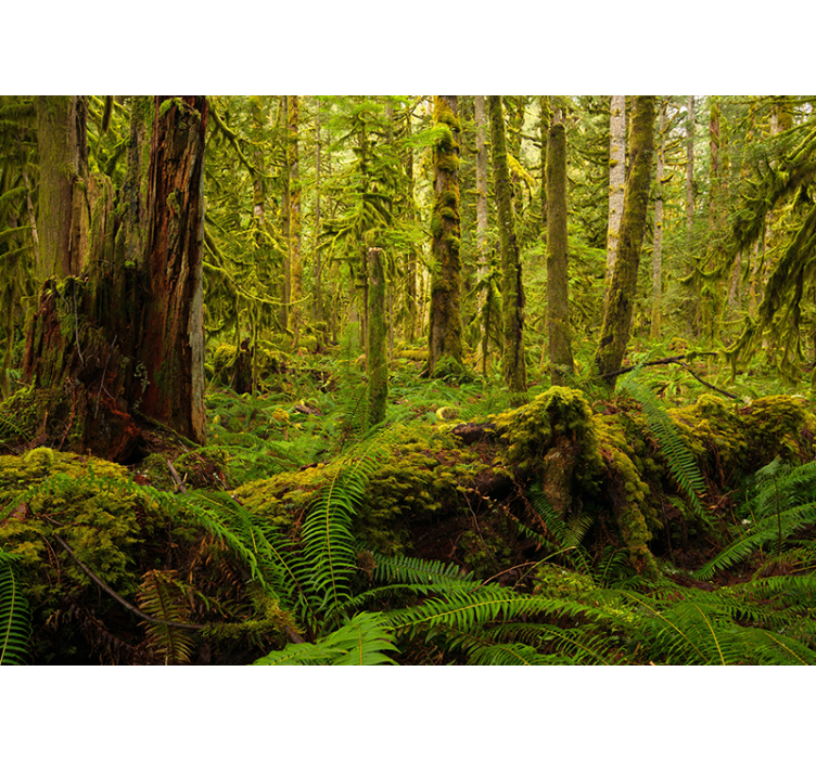 Estor enrollable salón verde bosque - TenVinilo