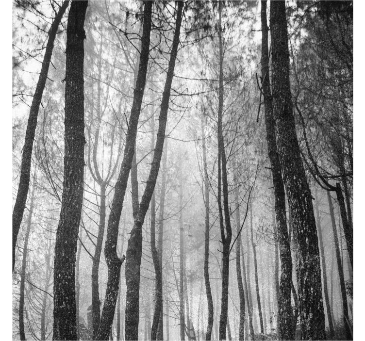 Estor enrollable salón bosque nublado desde arriba - TenVinilo