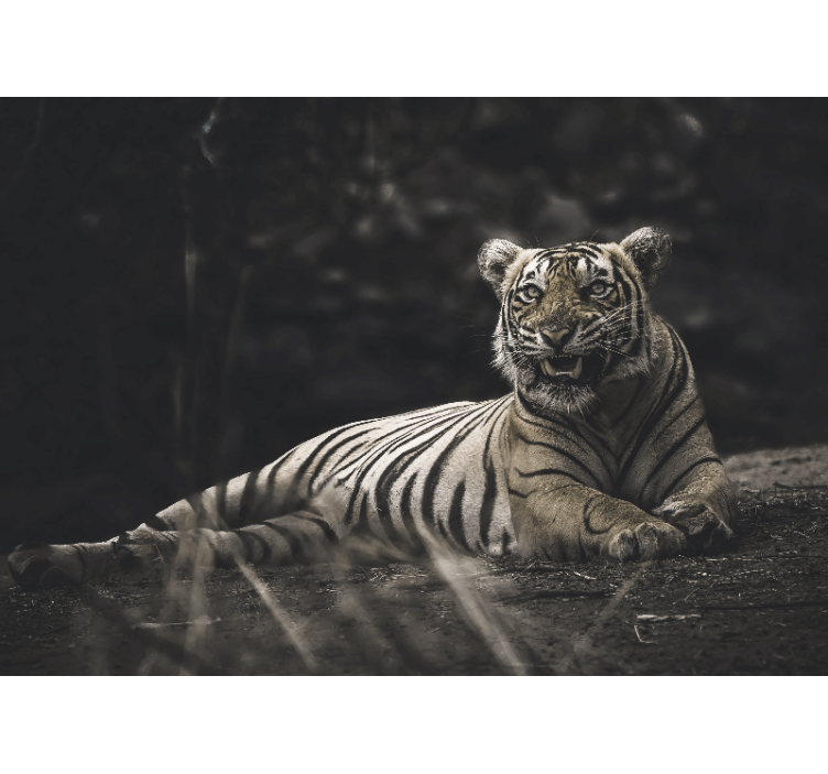 Estor enrollable salón tigre tumbado - TenVinilo