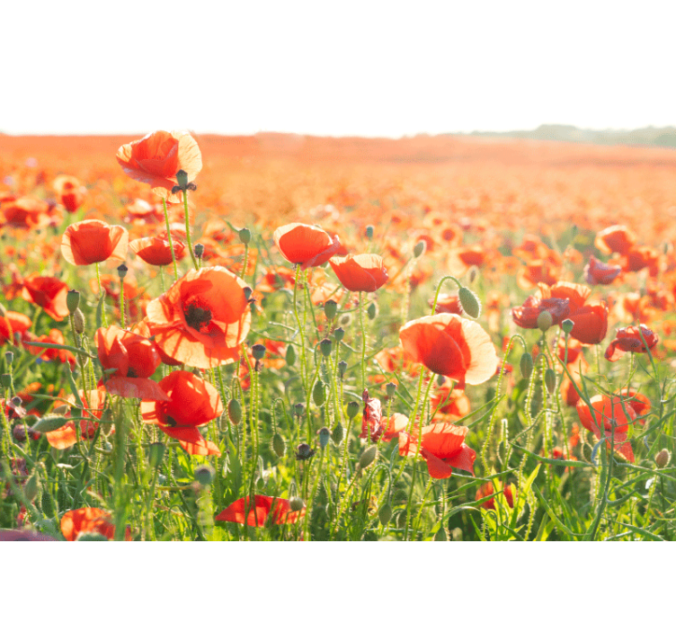 Estor enrollable salón amapolas rojas en campo soleado - TenVinilo