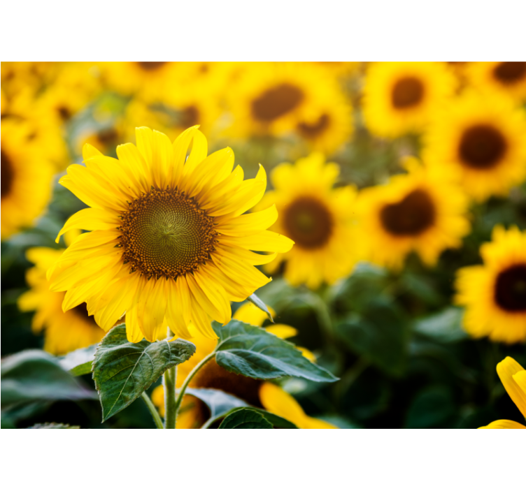 Estor enrollable salón campo de girasoles en primer plano - TenVinilo