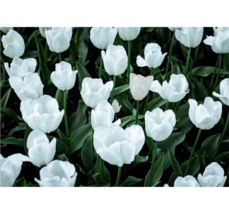 Estor enrollable salón tulipanes blancos - TenVinilo