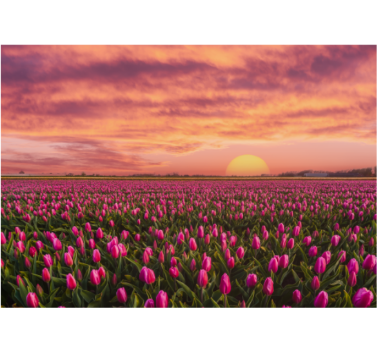 Estor enrollable salón amanecer y tulipanes - TenVinilo