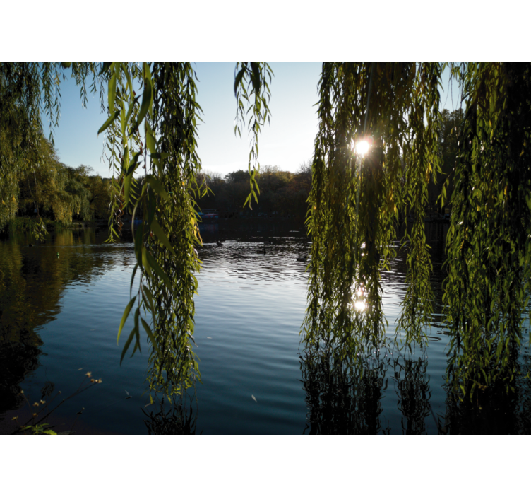 Estor enrollable salón árboles de sauce polaco - TenVinilo