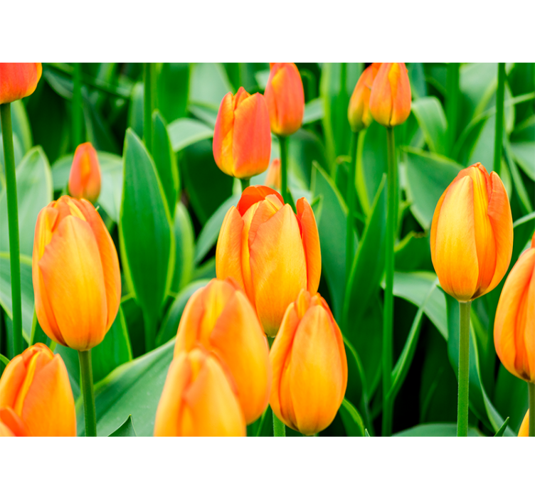 Estor enrollable salón flores tulipán naranja - TenVinilo