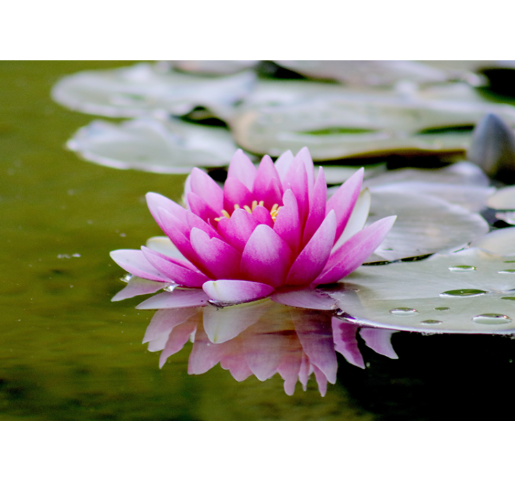 Estor enrollable salón flor de loto rosa zen - TenVinilo