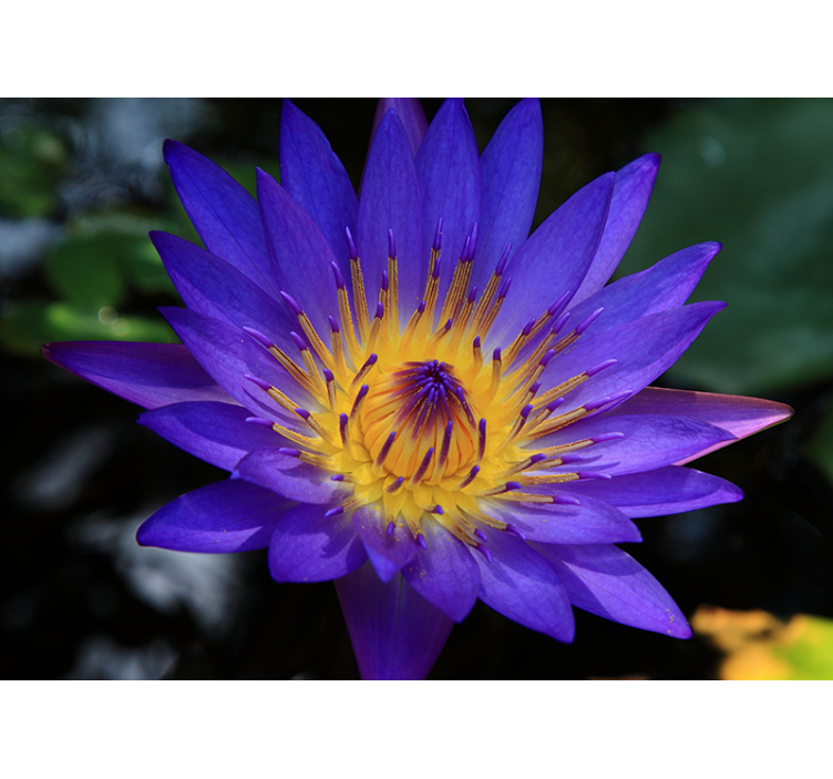 Estor enrollable salón flor de loto púrpura - TenVinilo
