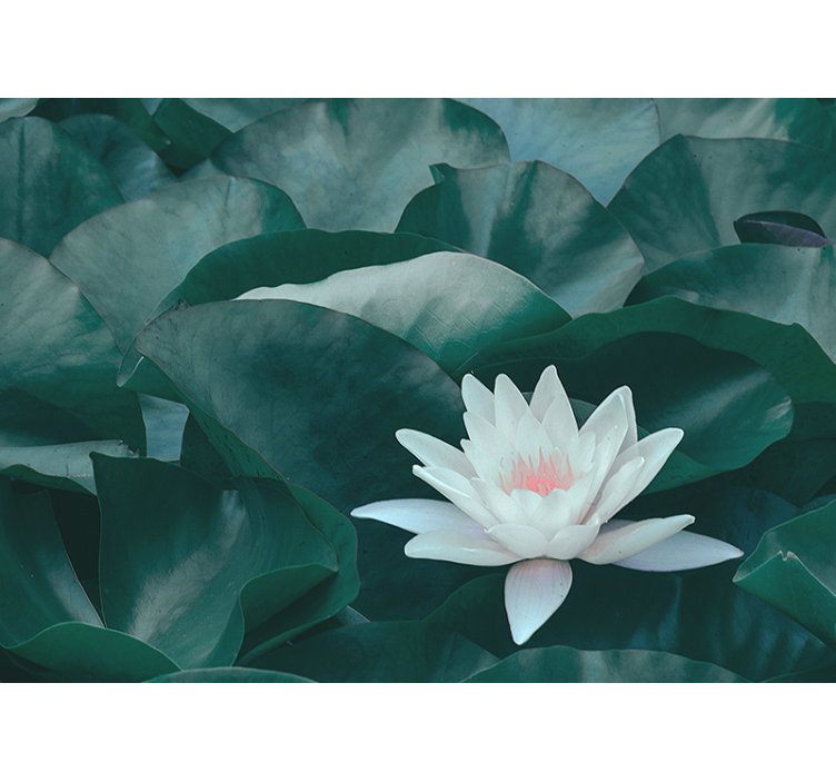 Estor enrollable salón flor de loto zen blanca - TenVinilo