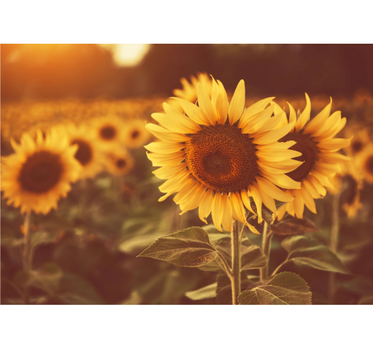 Estor enrollable salón campo de girasoles romántico - TenVinilo